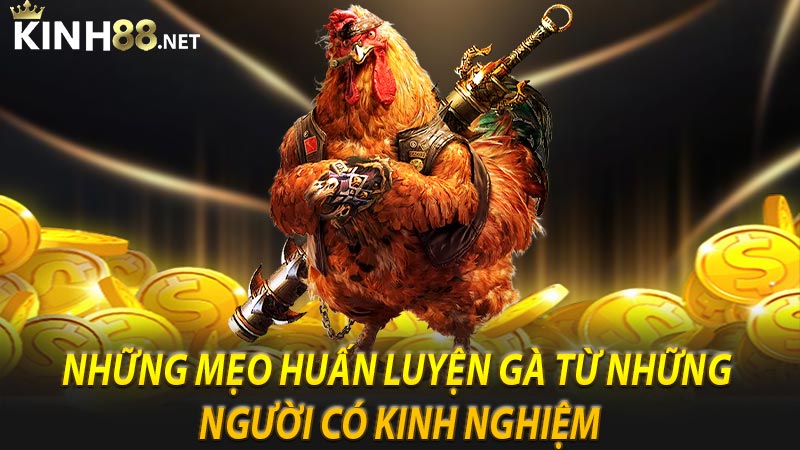 Những mẹo huấn luyện gà từ những người có kinh nghiệm